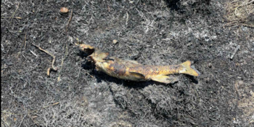 Un pez que cae del cielo causa un incendio y corte de electricidad en Canadá