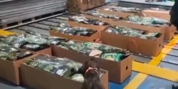 Ecuador decomisó cargamento de cocaína valorado en un millón de dólares (VIDEO)