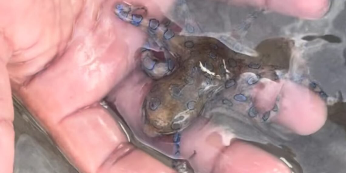 VIDEO: Turista jugó con el pulpo más venenoso del mundo sin saberlo y así terminó todo