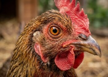 Histórico hallazgo: científicos lograron que un grupo de pollos desarrollen características de dinosaurios